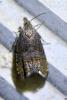 Dichrorampha sp.